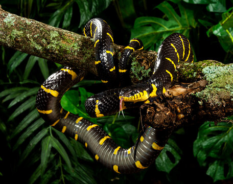 Mangrove Snake On A Limb
