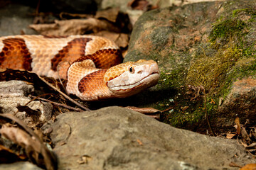 Northern Copperhead moving