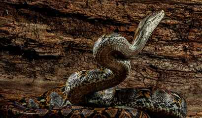 Reticulated Python reaching for the sky