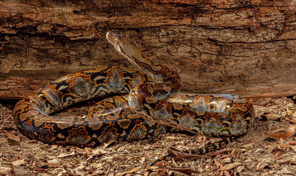 Curious Reticulated Python
