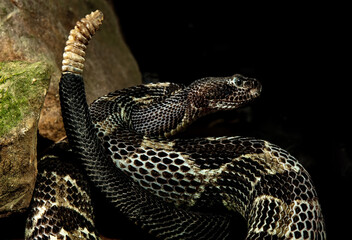 Timber Rattlesnake locked and cocked