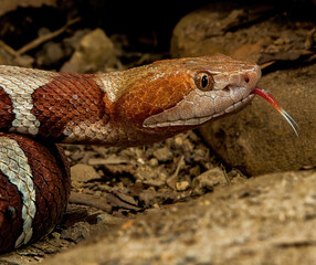 Trans Pecos Copperhead close up portrait