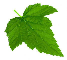 Naklejka na ściany i meble green leaf isolated on white background