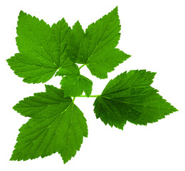 green leaves of black currant close up on a white background