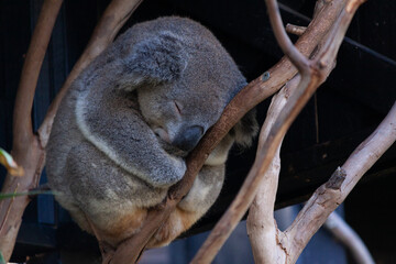 koala sleeping on a branch © Patrick