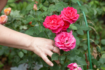 The hand plucks red roses of a rare color. The concept of collecting a bouquet, growing flowers, decorating the garden