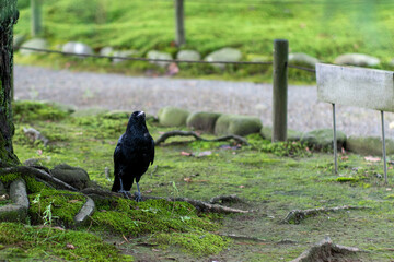 石川県金沢市にある兼六園周辺の風景 Scenery around Kenrokuen Garden in Kanazawa City, Ishikawa Prefecture, Japan.