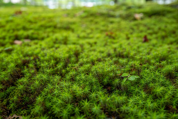 石川県金沢市にある兼六園周辺の風景 Scenery around Kenrokuen Garden in Kanazawa City, Ishikawa Prefecture, Japan.