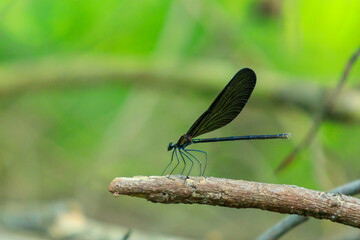 木の枝にとまったハグロトンボ