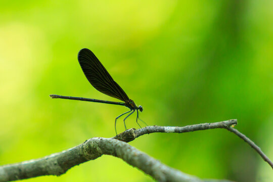 8 379 件の最適な トンボのいる風景 画像 ストック写真 ベクター Adobe Stock