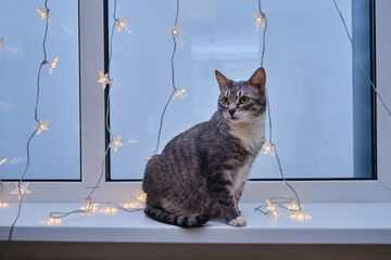 A big gray cat sits by the window with a Christmas tree garland on the eve of the new year