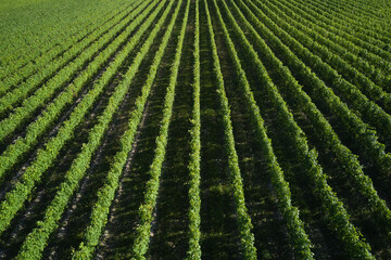 Italian viticulture near Lake Garda. Rows of vineyards in Italy. Vineyard plantation top view. Italian vineyards aerial view.