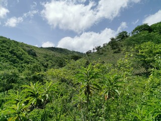 Fototapeta na wymiar green tea plantation