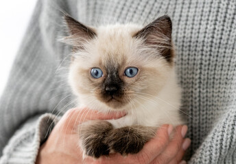 Ragdoll kitten in the hands of owner