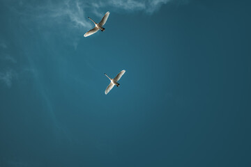 Naklejka na ściany i meble Two geese fly in the sky. Top view of birds flying with copy space are.