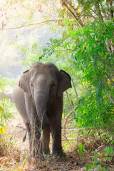 Obraz premium Asian Elephant in a nature at deep forest in Thailand