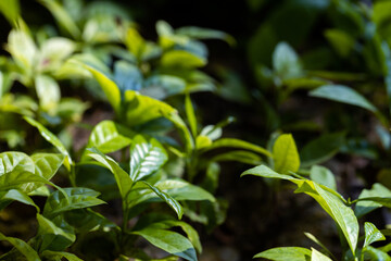 arabica coffee berries with agriculturist handsRobusta and arabica coffee berries