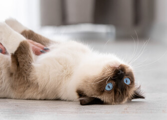 Ragdoll cat portrait
