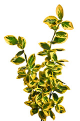 Green-yellow twigs of Euonymus on a white background