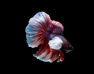 Betta fish, siamese fighting fish, betta splendens isolated on black background