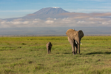 Mother and baby elephant walking in front of mount Kilimanjaro that is peaking through clouds 