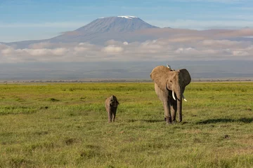 Fotobehang Kilimanjaro Moeder en babyolifant lopen voor de Kilimanjaro die door de wolken piekt