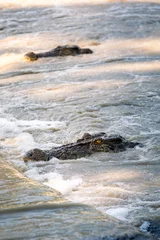 Gartenposter Wild crocodiles waiting for fish at cahills crossing in the Northern Territory, Australia © Julia