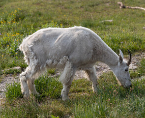 Obraz premium goat on the meadow