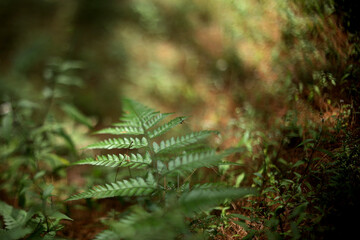 fern in the forest