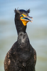 Portrait of double-crested cormorant (phalacrocorax auritus)	