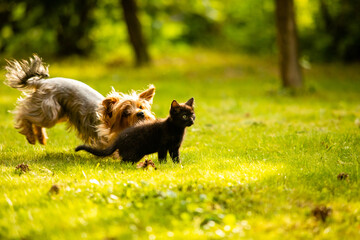Fototapeta premium Small doggy chasing cute black kitten on the lawn