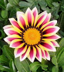 Gazania flower close-up view, gazania blooming in a flowerbed