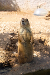 The gopher stands on its hind legs and looks at us. The animal stands on the sand in the shadows in the middle of the frame.