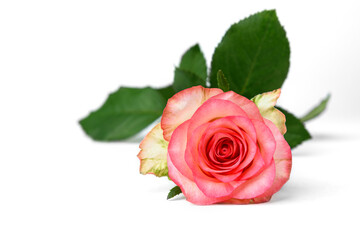 Pink rose isolated on white background.