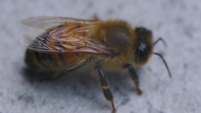 Beautiful Macro View Of Motionless Bee Resting Shivering In Isolated Background - close up