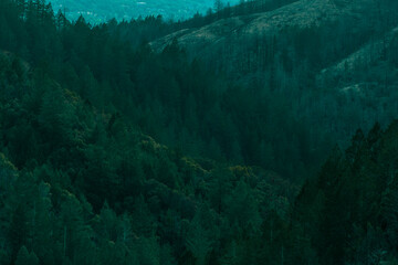 Deep green pine trees at Sugarloaf Ridge State Park in Sonoma County, California. 