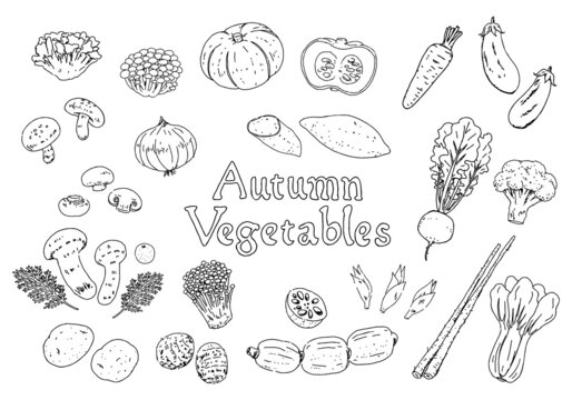 手描きモノクロ線画　秋の野菜のイラストセット　