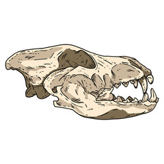 Wolf fossilized skull hand drawn sketch image. Big canine bones fossil illustration drawing. Vector stock outline silhouette isolated on white © Olga
