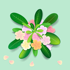 Colorful of Plumeria blossom bouquet. Vector illustration.