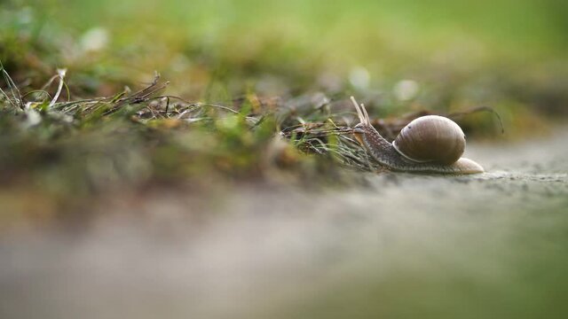 4k stock video footage of slow garden snail crawling on wet green leaves outdoors on field