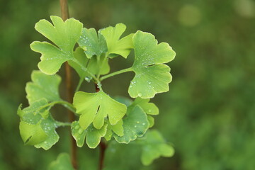 Ginkgo biloba green leaves with water drops  on a green blurred background.Useful medicinal plants.