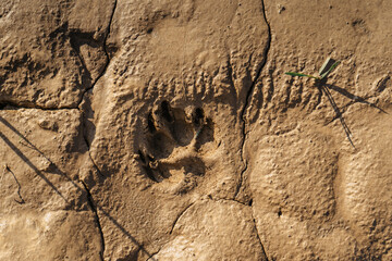 Muddy dog single paw print with copy space. Animal footprints background. Rainy Dirty wet Weather Abstract scenery. Traces of animals outdoors flat lay, top view.