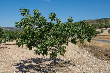 Fototapeta na wymiar Plantación de árboles frutales de pistachos pistachero o pistacia vera