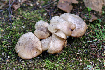 Clitocybe nebularis, known as the clouded agaric or cloud funnel mushrooms on the forest floor

 - obrazy, fototapety, plakaty