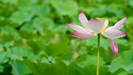 연못에 활짝 핀 연꽃