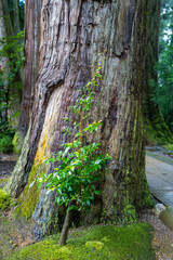 石川県白山市の白山神社周辺の風景 Scenery around Hakusan Shrine in Hakusan City, Ishikawa Prefecture 