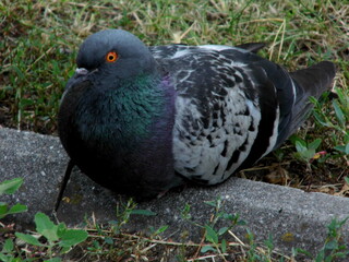 A gray dove lies on the curb in the park. Close-up.