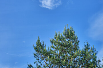 Young green pine, spruce shoots, coniferous branches, pine, spruce against the blue sky with clouds. Conifer tree on a blue background in summer in the daytime. High quality photo