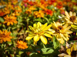 yellow chrysanthemum flowers