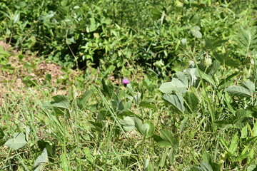 日本　群馬の名所　真田の城　沼田城と周辺の風景